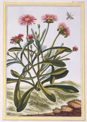 La Ficode d&39;Afrique ou Mesembryanthemum, c.1776 (gravura colorida à mão)
